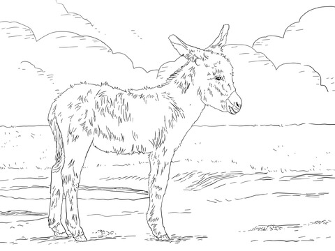 Three Weeks Old Donkey Foal Coloring Page